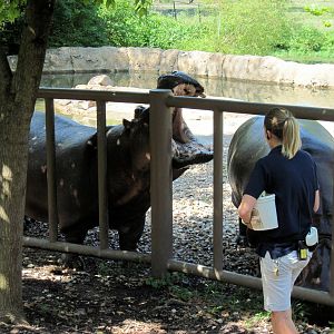 Africa-Nile Hippopotamuses