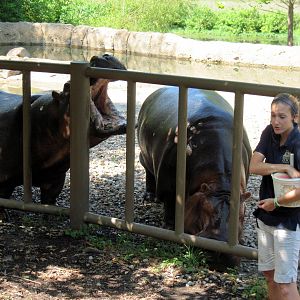 Africa-Nile Hippopotamuses