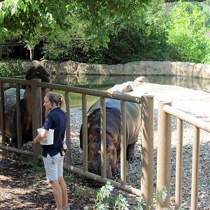 Africa-Nile Hippopotamuses