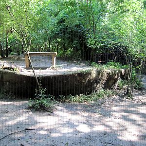 Africa-Wild Dog Exhibit