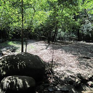 Africa-Wild Dog Exhibit