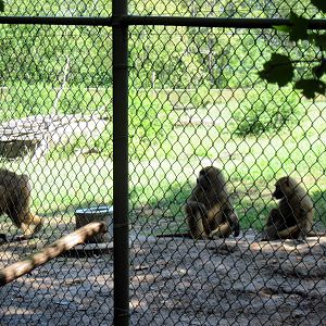 Africa-Guinea Baboons