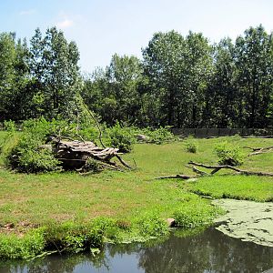 Africa-Guinea Baboon Exhibit