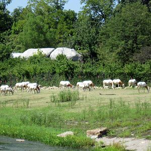 Africa-Scimitar-horned Oryxes