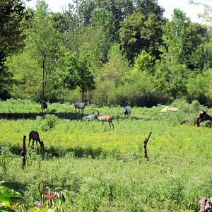 Africa-Lesser Kudu in Plains