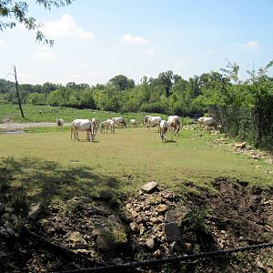 Africa-Scimitar-horned Oryxes