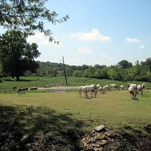Africa-Scimitar-horned Oryxes