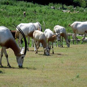 Africa-Scimitar-horned Oryxes