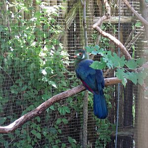 Africa-White-cheeked Turaco