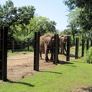 Africa-African Elephants