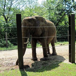 Africa-African Elephant
