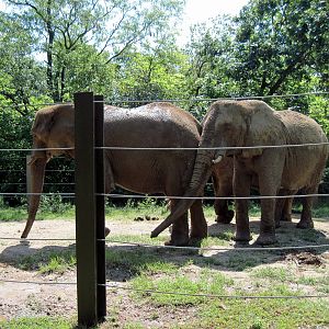 Africa-African Elephants