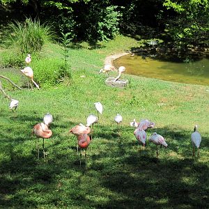 Africa-Chilean and Lesser Flamingos