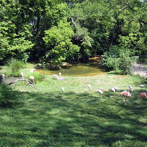 Africa-Chilean and Lesser Flamingos