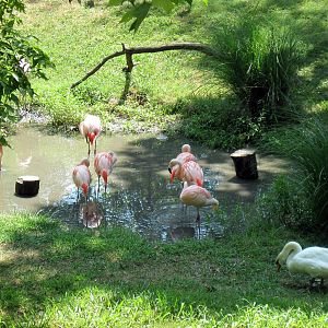 Africa-Chilean Flamingos and Mute Swan