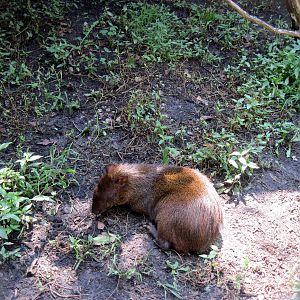 Tropics-Agouti