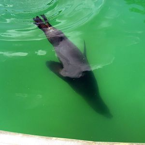 California Sea Lion