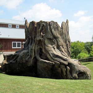 KidZone-Peek-A-Boo Tree