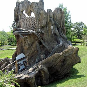 KidZone-Peek-A-Boo Tree