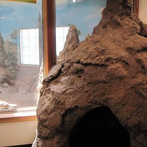 Discovery Barn-Meerkat Exhibit