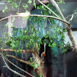 Discovery Barn-Prevost's Squirrel