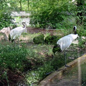Red-crowned Cranes