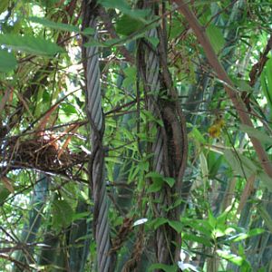 support cable entwined by vine