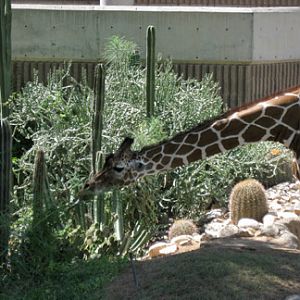 giraffe and cactus