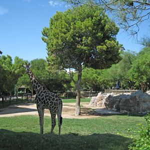 giraffe exhibit