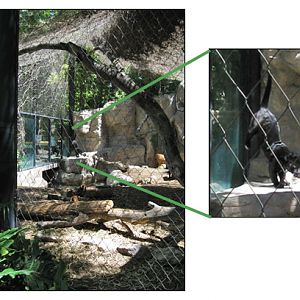 jaguar exhibit