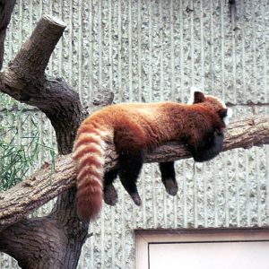 Tiger Trail-Red Panda