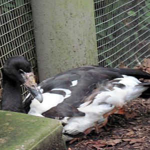 Australia-Magpie Goose