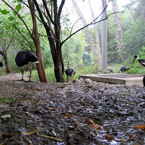 Australia-Straw-necked Ibises