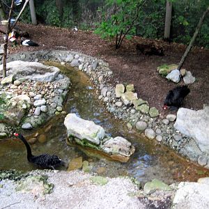 Australia-Black Swans