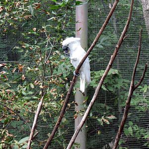 Australia-Sulfur-crested Cockatoo