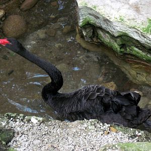 Australia-Black Swan