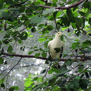 Australia-Pied Imperial-pigeon