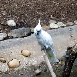 Australia-Sulfur-Crested Cockatoo