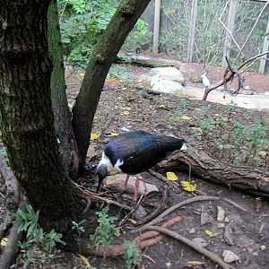 Australia-Straw Necked Ibis