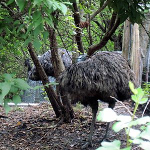 Australia-Emus