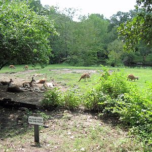 Australia-Red Kangaroos