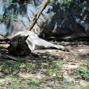Australia-Bennett's Wallaby