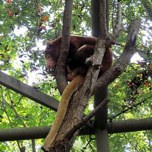 Australia-Matschie's Tree Kangaroo