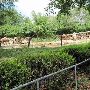 Australia-Dromedary Camel Exhibit