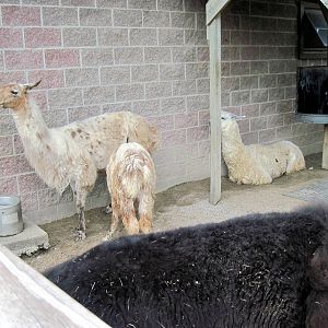KidZone-Alpacas and Llamas