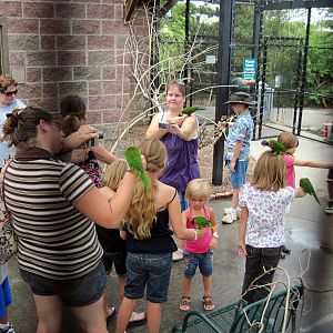 KidZone-Rainbow Lorikeet Feeding