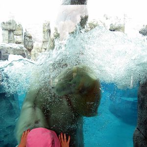 Polar Bear Passage-Polar Bear