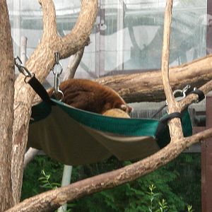 Matschies tree kangaroo