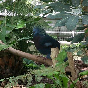 Victoria Crowned Pigeon