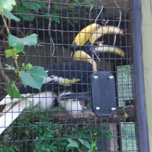 Concave casqued hornbill